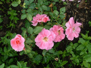 carebeauty_704.jpg