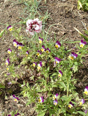 dianthviol_604.jpg