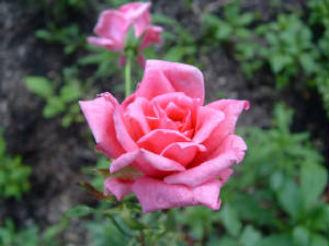 ladyann_704.jpg