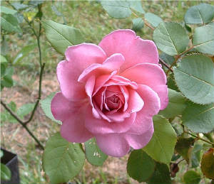 magflowr_904.jpg