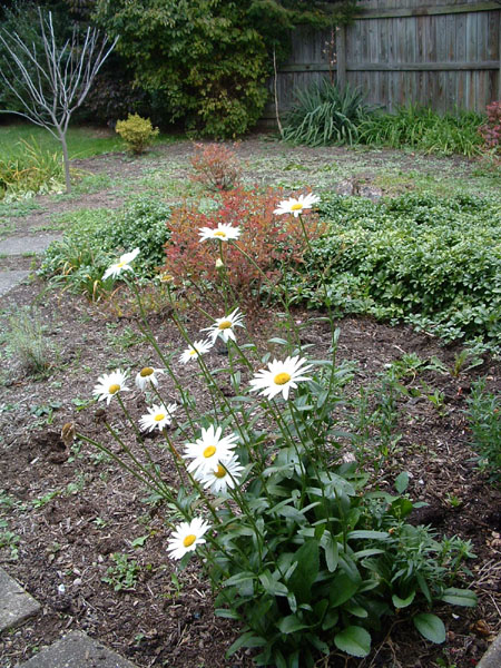 daisies_1004.jpg
