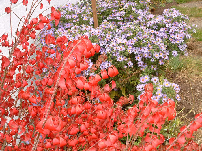 fcolor1_1004.jpg