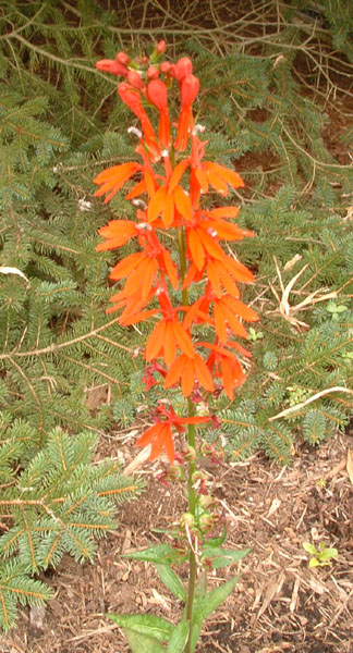 lobelia_704.jpg