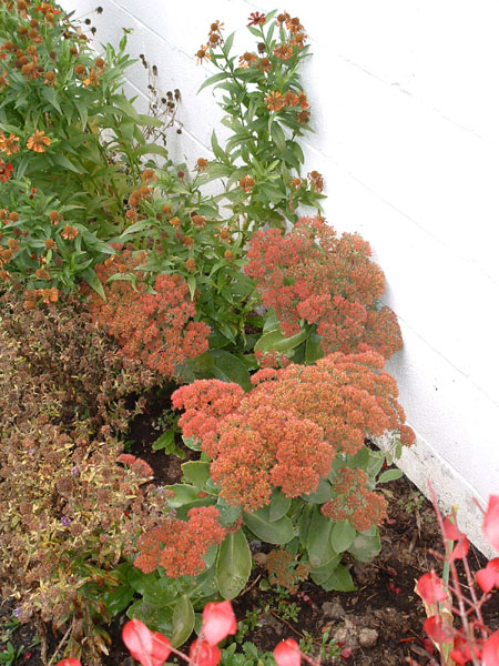 sedum_1004.jpg